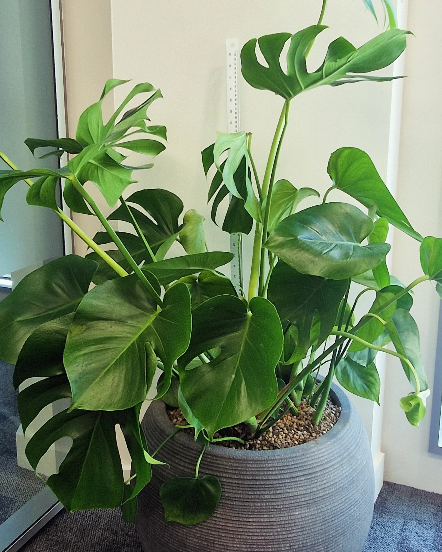 šæ Monstera Deliciosa ā 1m Tall