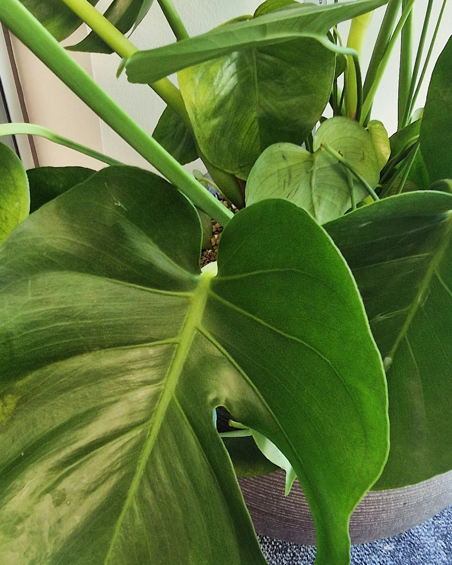 šæ Monstera Deliciosa ā 1m Tall