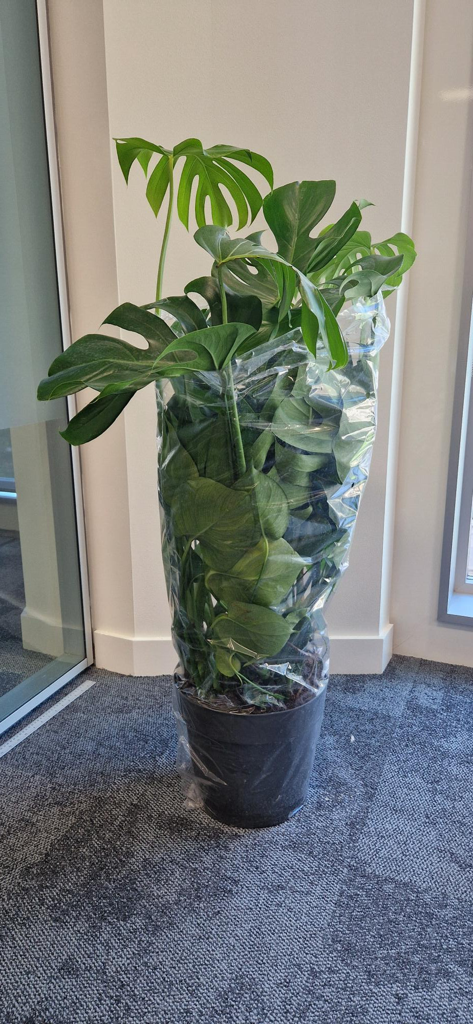🌿 Monstera Deliciosa – 1m Tall
